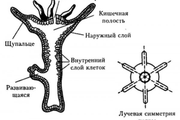 Кракен официальный сайт 2krnk