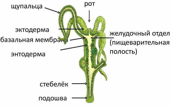 Kraken что это за магазин