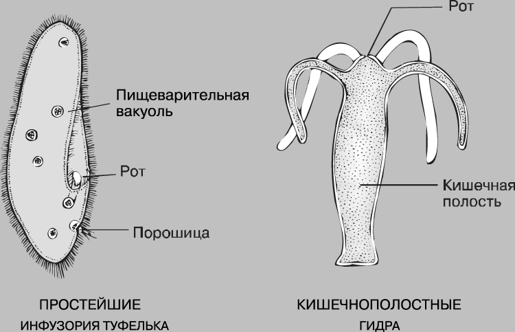 Kraken shop ссылка